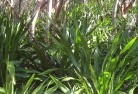 Greendale NSWplants-40.jpg; ?>